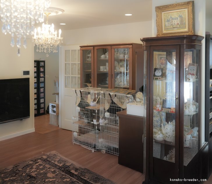 清水　正明(しみず　まさあき)ブリーダー(群馬県・アメリカンショートヘアなど・TICA/ICC登録)の紹介写真9