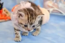 アメリカンショートヘア【群馬県・女の子・2025年10月1日・シルバーパッチドタビー🎀希少カラー🎀】の写真10