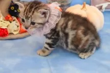 アメリカンショートヘア【群馬県・女の子・2025年10月1日・シルバーパッチドタビー🎀希少カラー🎀】の写真11