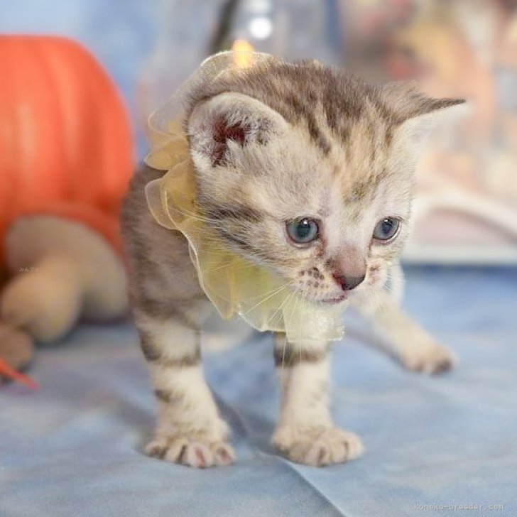 【販売中】アメリカンショートヘア｜女の子｜2025年10月1日｜シルバーパッチドタビー🎀希少カラー🎀まんまるお目々で人懐っこい｜子猫価格180,000 円（税込）