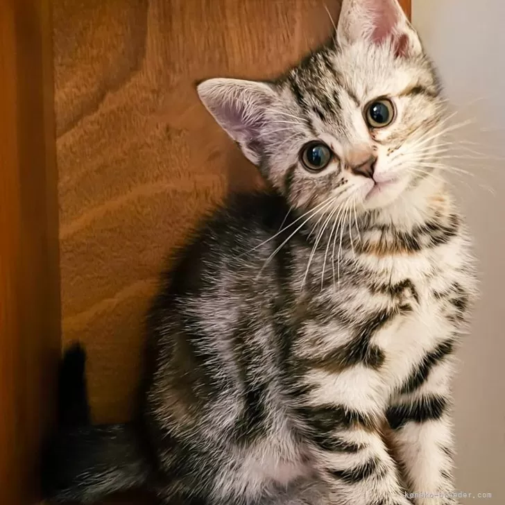 S.A 様のお迎えした子猫