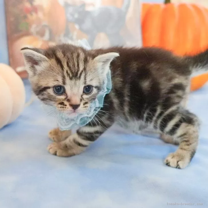 アメリカンショートヘア【群馬県・男の子・2025年10月1日・シルバータビー🎀】の写真1