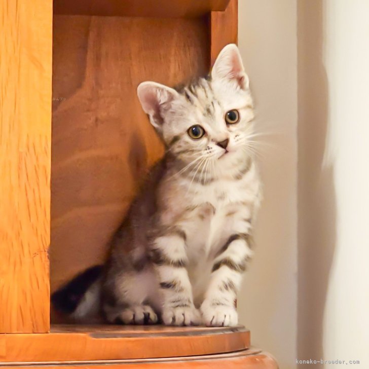 【販売中】アメリカンショートヘア｜女の子｜2025年10月1日｜シルバーパッチドタビー🎀希少カラー🎀まんまるお目々で人懐っこい｜子猫価格180,000 円（税込）