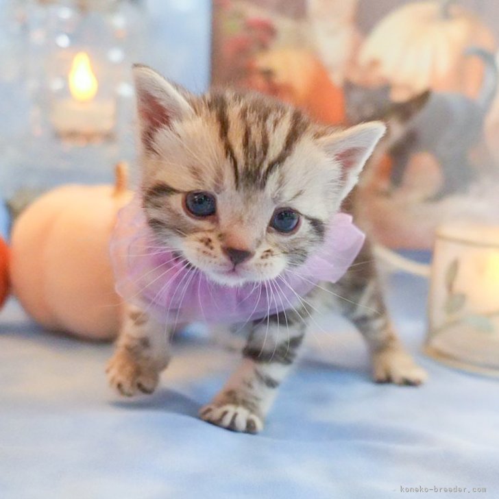 【販売中】アメリカンショートヘア｜女の子｜2025年10月1日｜シルバータビー🎀希少カラー🎀まんまるお目々で人懐っこい｜子猫価格180,000 円（税込）