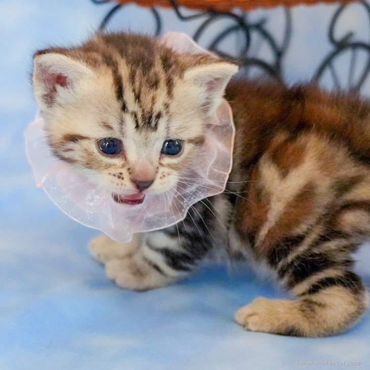 【販売中】アメリカンショートヘア｜女の子｜2025年10月1日｜シルバーパッチドタビー🎀希少カラー🎀まんまるお目々で人懐っこい｜子猫価格180,000 円（税込）