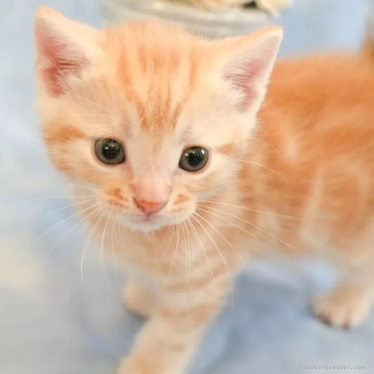 ID：2503-01604の子猫