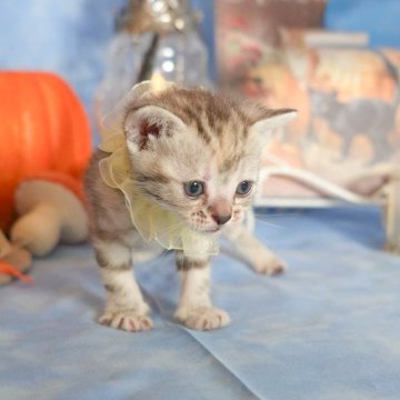 アメリカンショートヘア【群馬県・女の子・2025年10月1日・シルバーパッチドタビー🎀希少カラー🎀】の写真「優秀血統を受け継いだ👑とても美しいパッチドタビー」