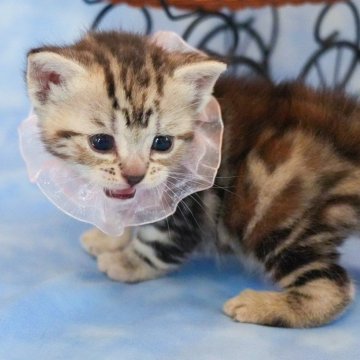 アメリカンショートヘア【群馬県・女の子・2025年10月1日・シルバーパッチドタビー🎀希少カラー🎀】の写真「優秀血統を受け継いだ👑とても美しいパッチドタビー」