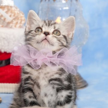 アメリカンショートヘア【群馬県・女の子・2025年10月1日・シルバータビー🎀】の写真「優秀血統を受け継いだ👑とても美しいシルバータビー」