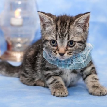 アメリカンショートヘア【群馬県・女の子・2025年10月1日・シルバータビー🎀】の写真「優秀血統を受け継いだ👑とても美しいシルバータビー」