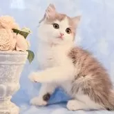 ミヌエット(長足)