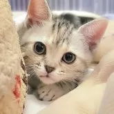 アメリカンショートヘア