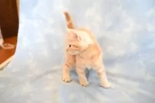 アメリカンショートヘア【群馬県・男の子・2025年2月13日・レッドタビー】の写真3