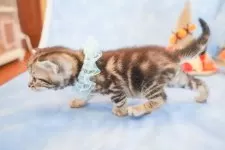 アメリカンショートヘア【群馬県・男の子・2025年10月1日・シルバータビー🎀】の写真4