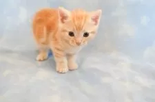 アメリカンショートヘア【群馬県・男の子・2025年2月13日・レッドタビー】の写真5