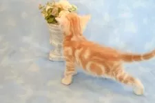 アメリカンショートヘア【群馬県・男の子・2025年2月13日・レッドタビー】の写真6