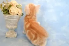 アメリカンショートヘア【群馬県・男の子・2025年2月13日・レッドタビー】の写真7