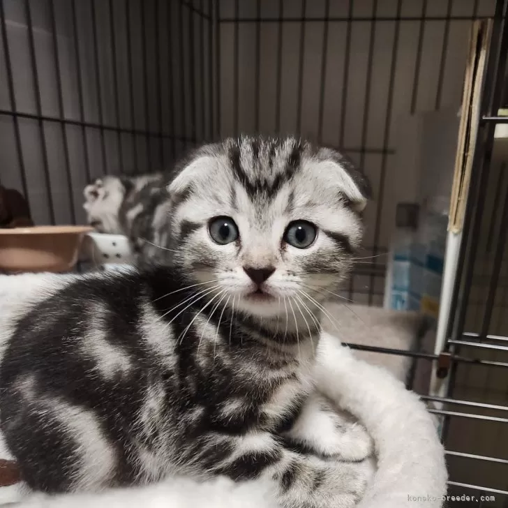 ID:2401-02632の子猫