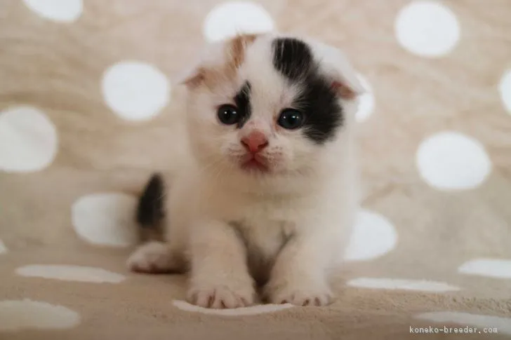 ID:1802-00465の子猫