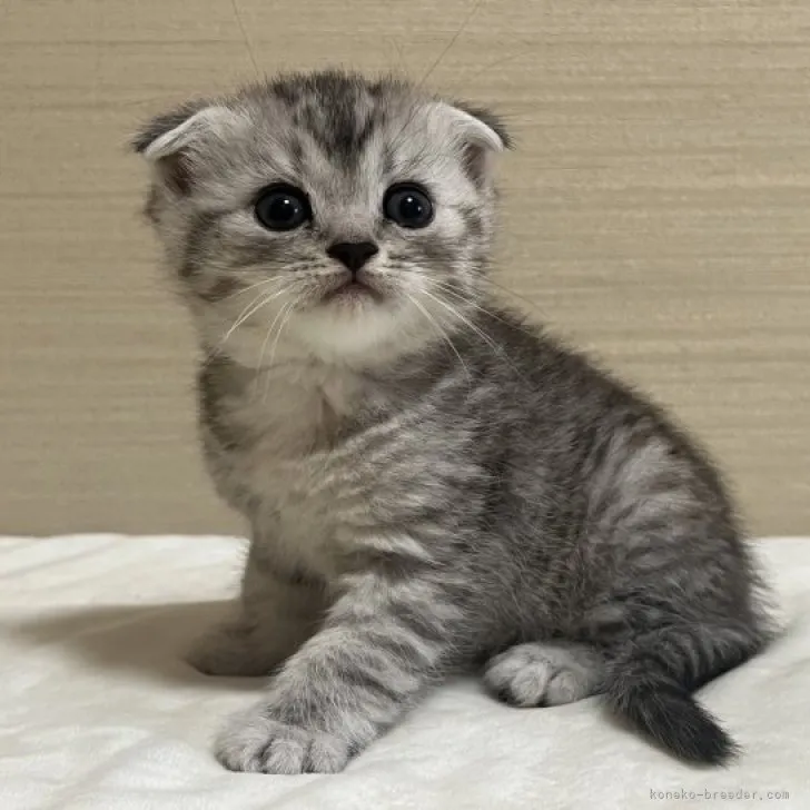 ID：2305-00064の子猫