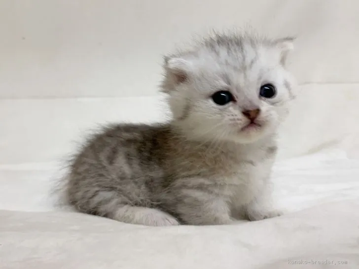 T.M 様のお迎えした子猫