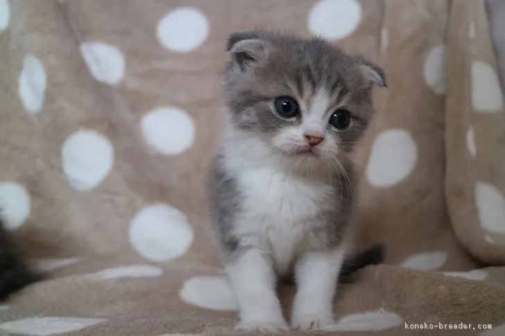 ID：1803-00264の子猫