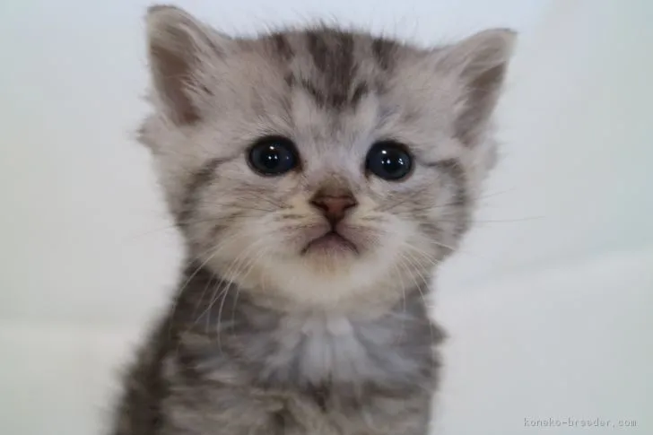 あーにゃ 様のお迎えした子猫