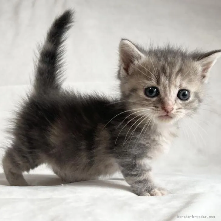 ID：2208-00228の子猫