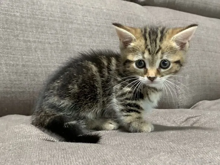 ID：2109-00533の子猫