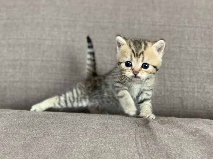 ちっひ 様のお迎えした子猫