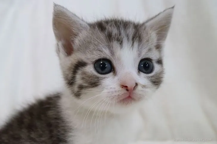 ID：1804-00270の子猫