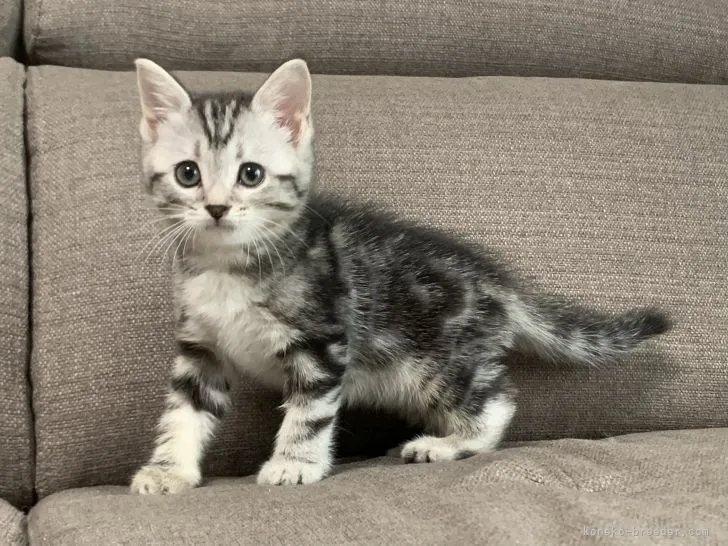 kozou70 様のお迎えした子猫