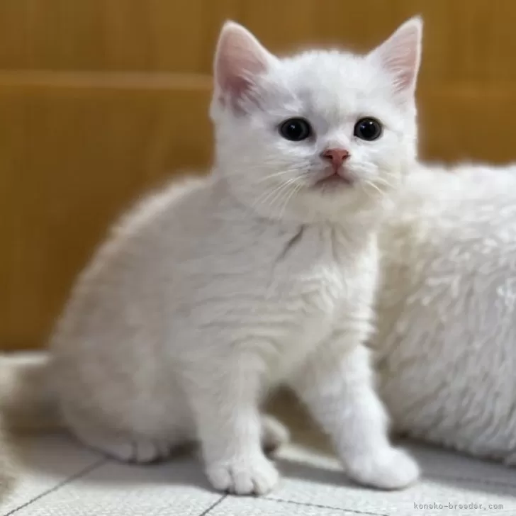 ID:2401-00787の子猫