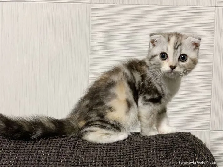 れん 様のお迎えした子猫