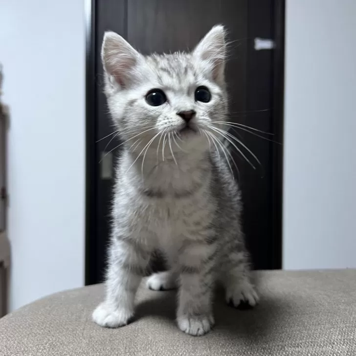 ID：2409-00728の子猫
