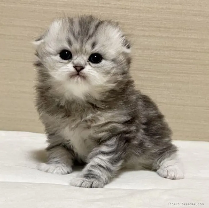 ID：2302-00015の子猫