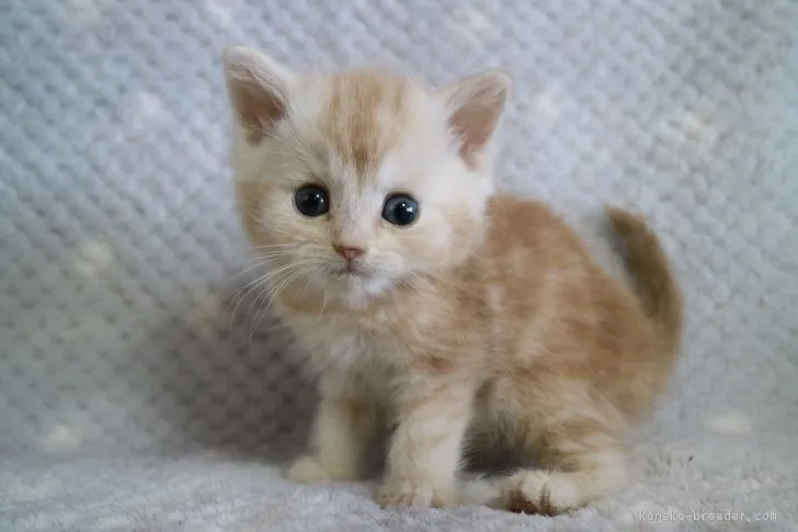 ID：1802-00525の子猫