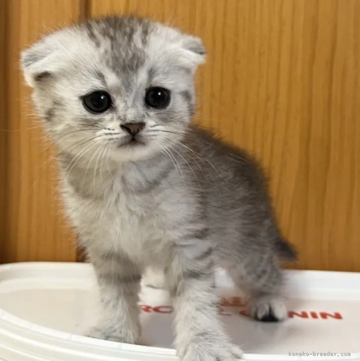 ID:2304-03293の子猫