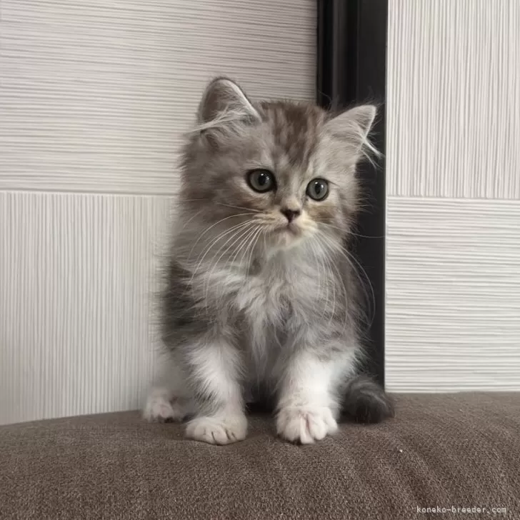 ID:2408-01907の子猫