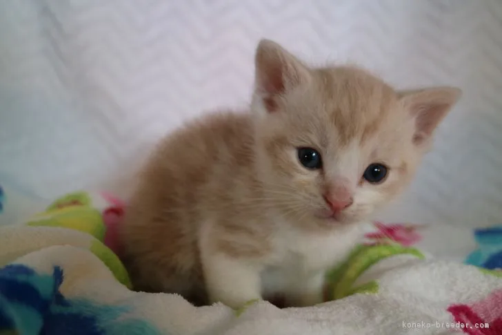 ID:1802-01003の子猫