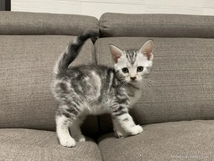 masa 様のお迎えした子猫