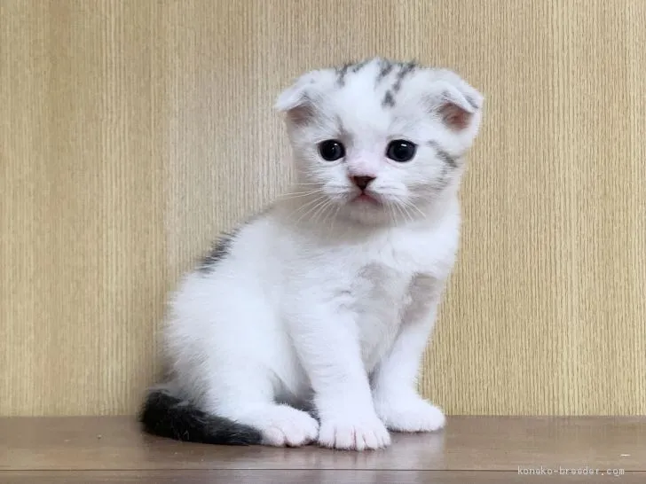 ぎん 様のお迎えした子猫