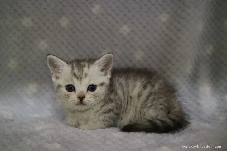 てる 様のお迎えした子猫