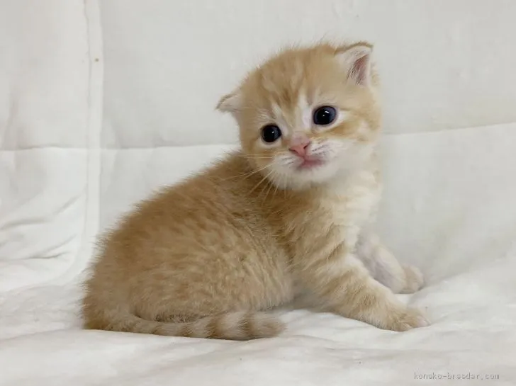 ID：2001-00826の子猫