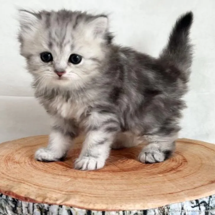 ID：2208-02361の子猫