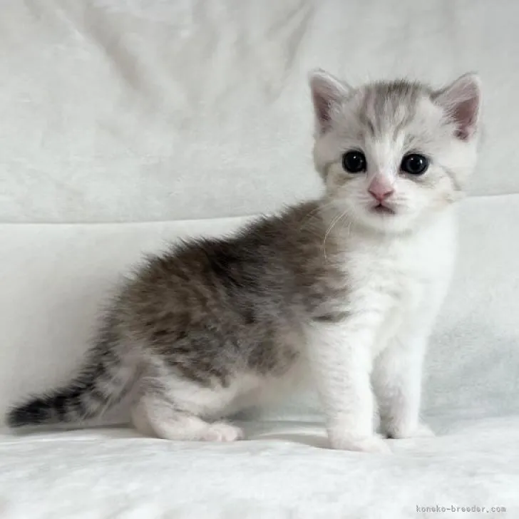 ID:2208-00665の子猫