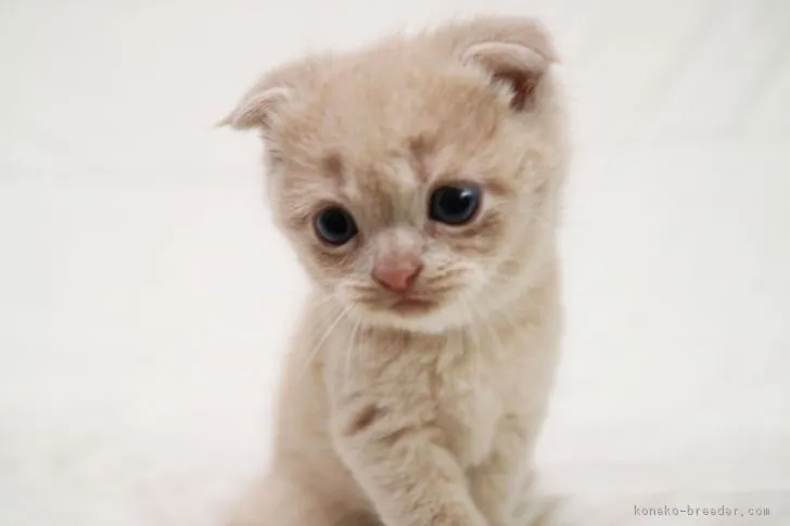 ID:1807-00582の子猫
