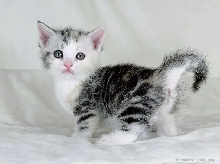 ID:2104-01932の子猫