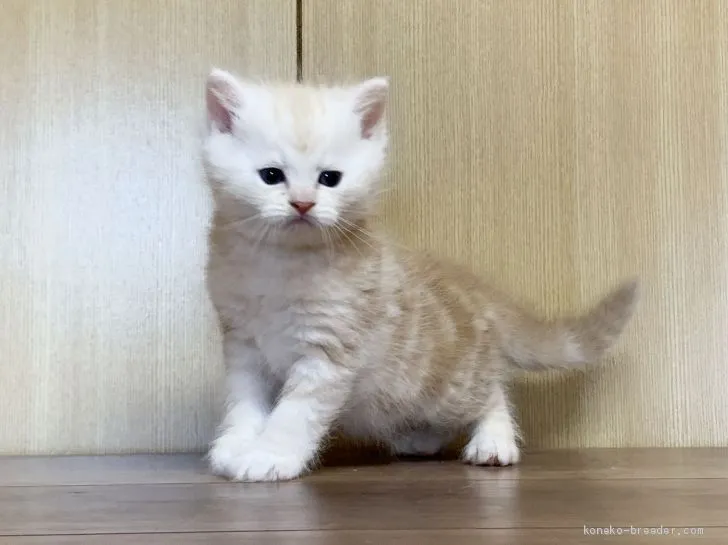 ID：1911-00388の子猫