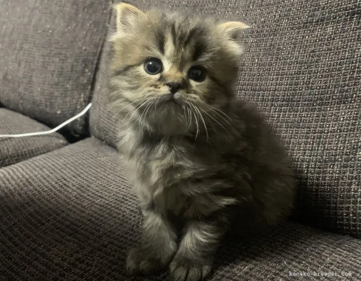 ID：1901-00809の子猫